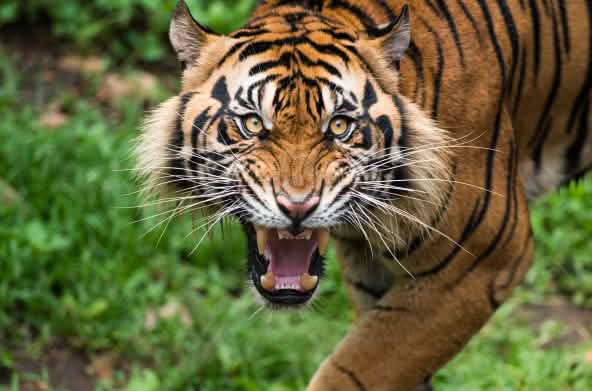 Tigre de Sumatra, amenazado de extinción en un primer plano