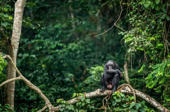 Bonobo encaramado en la rama de un árbol en la República Democrática del Congo