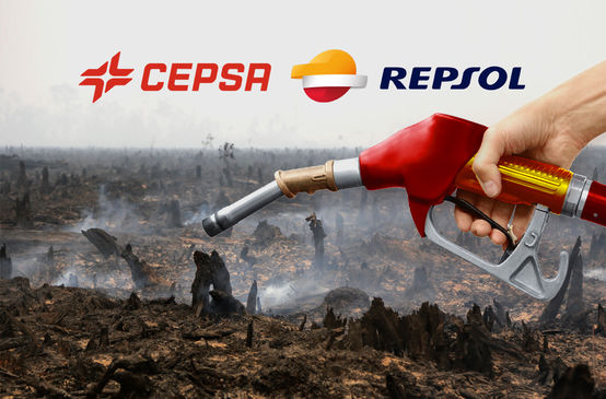 España: el aceite de palma para biocombustible destruye la selva