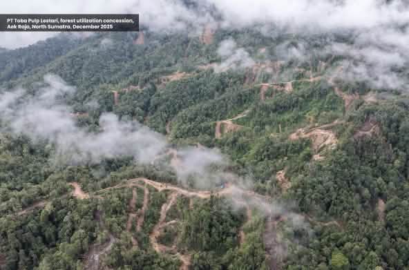 Foto de la selva tomada con dron