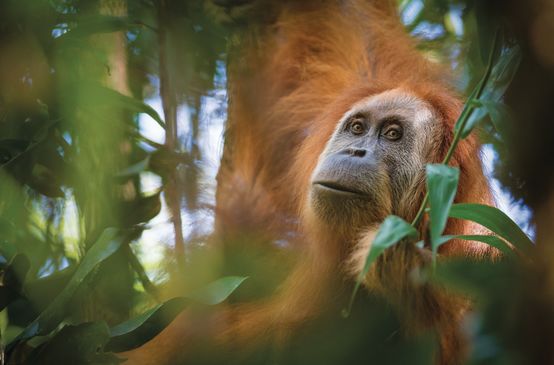 Orangután de Tapanuli o Pongo tapanuliensis