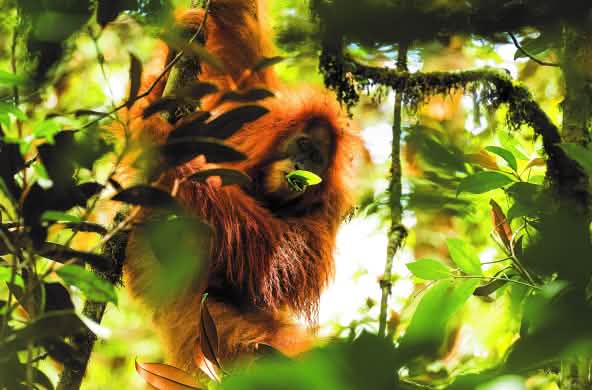 Ejemplar de orangután de Tapanuli (Pongo tapanuliensis) encaramado en una rama