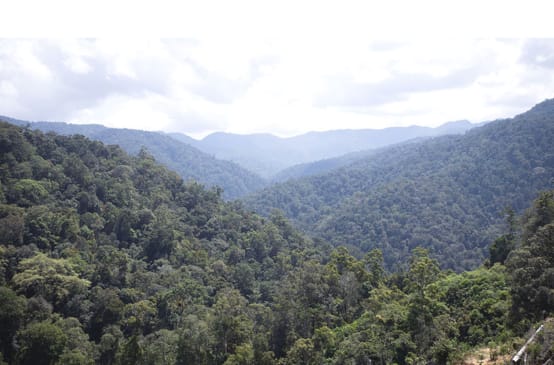 Vista de la selva tropical desde lo alto