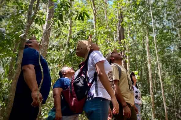 Un grupo de personas mira hacia las copas de los árboles en la selva