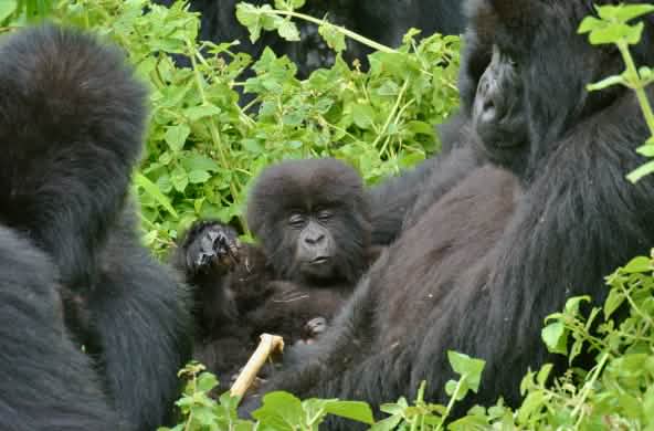 Gorilas en el Parque Nacional Virunga