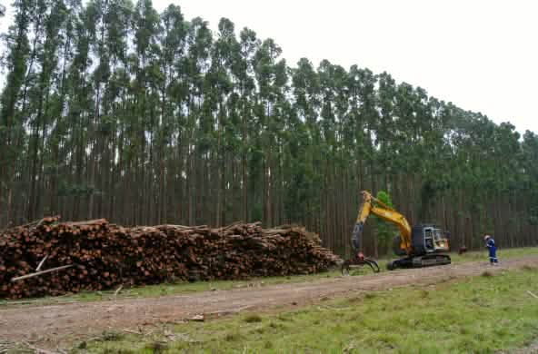 Monocultivo en Sudáfrica