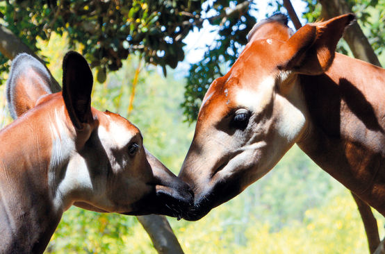 Dos okapis