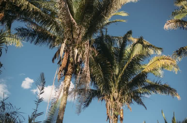 Dos palmeras de coco babasú vistas desde abajo con el cielo azul al fondo