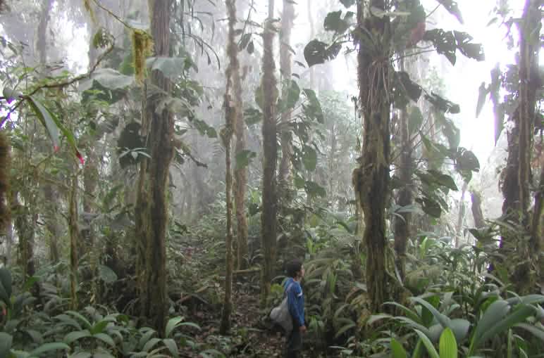 Vista del bosque nublado de Intag. Una persona se encuentra también en la imagen.