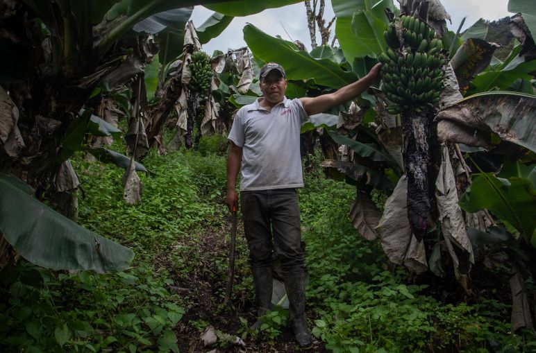 Agricultor junto a unos bananos