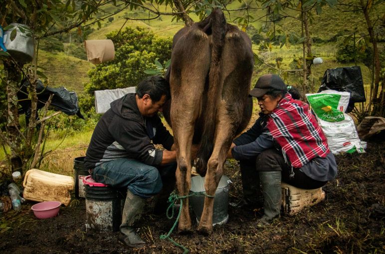 Dos personas ordeñan una vaca. Parroquia La Merced de Buenos Aires, Imbabura, Ecuador