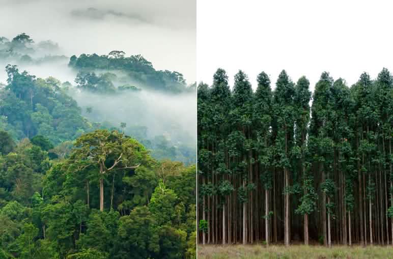 Imagen compuesta en la que se aprecia el contraste entre una selva natural a la izquierda y una plantación industrial de monocultivo a la derecha