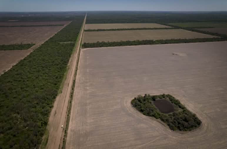 Deforestación del bosque de Chaco en la provincia del mismo nombre, en Argentina