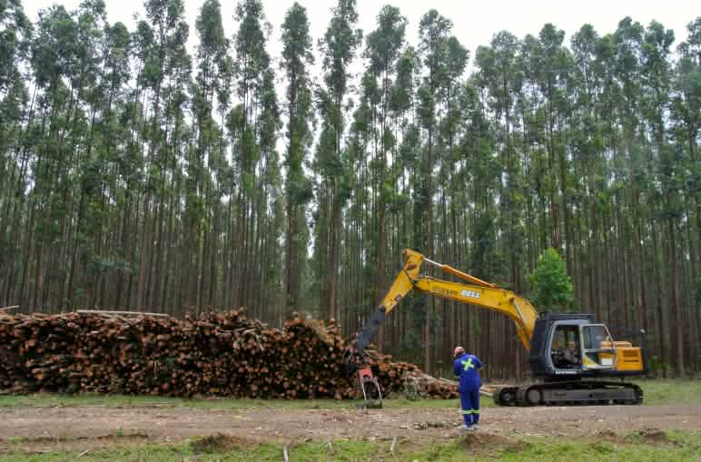 Plantación de árboles de eucalipto de crecimiento rápido en Sudáfrica al fondo. Delante, una máquina cosechadora junto a la madeera ya talada.