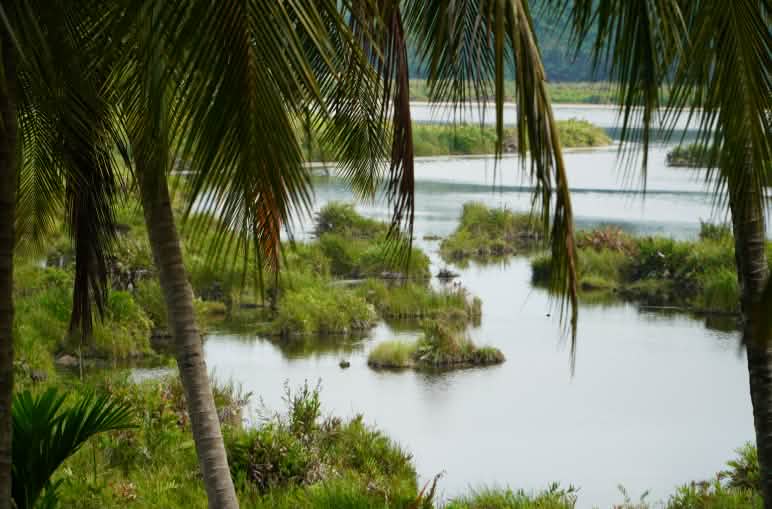 Ecosistema de Paya Nie, Sumatra