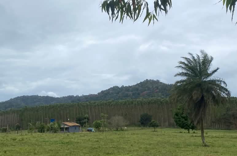 Una casa de madera situada en un área de pastos, con una plantación de eucalipto al fondo