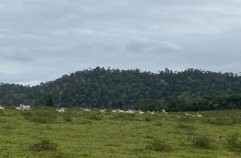 Ganado bovino en los pastos, con la selva tropical de fondo