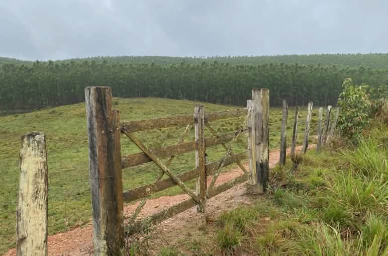 Un portón cerrado de madera ante un extenso monocultivo de eucalipto que se observa al fondo