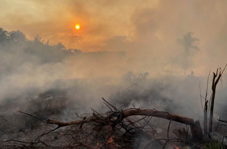 Un árbol quemado y caído en una zona de la selva tropical, todo envuelto en humo