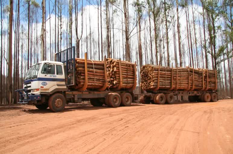 Gran camión de transporte cargado de madera procedente de plantaciones de eucalipto quemadas en Suazilandia, África.