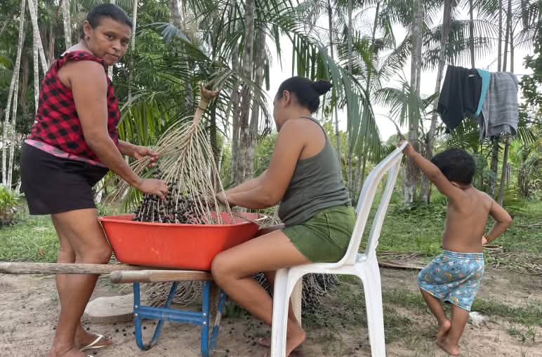 Dos mujeres procesan la cosecha de los frutos de açai de las palma de la que se obtienen, que se ven al fondo
