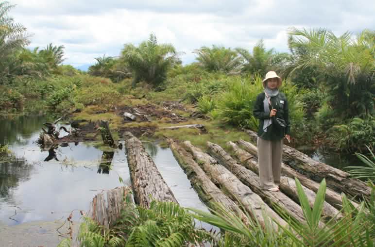 Una persona de AWF de pie sobre unos troncos en una turbera, rodeada de palmas de aceite