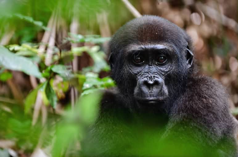 Gorila occidental (Gorilla gorilla gorilla) de llanura en primer plano, sentado entre la vegetación