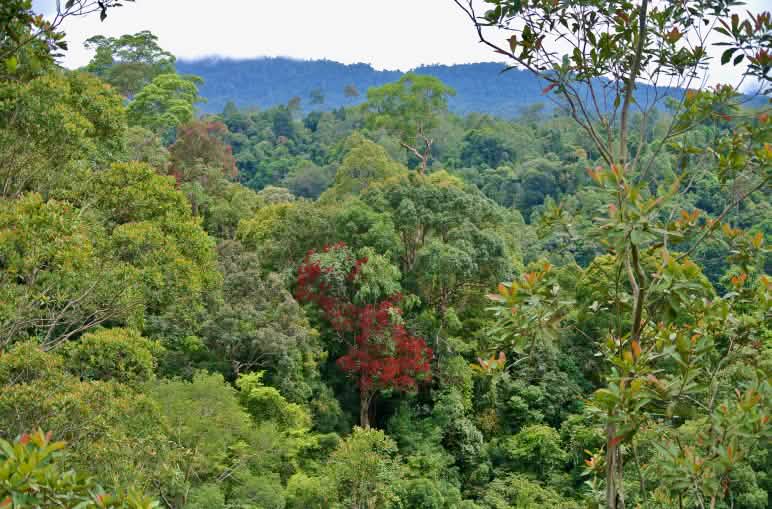 Selva tropical en Sarawak