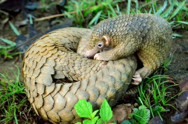 Pangolín en los bosques de Palawan, Filipinas