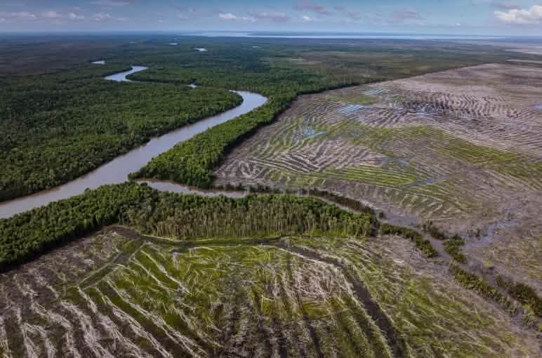 Vista aérea de las talas rasas