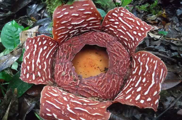 Flor de rafflesia, la flor más grande del mundo, en primer plano