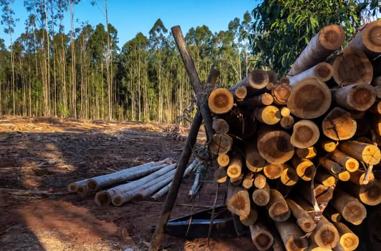 Corta de una plantación de eucalipto