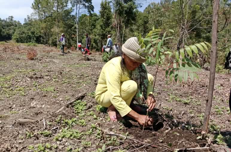 Mujer Batak en cuclillas plantando un árbol