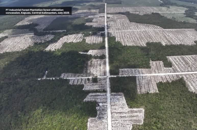 Foto de las talas tomada desde un dron