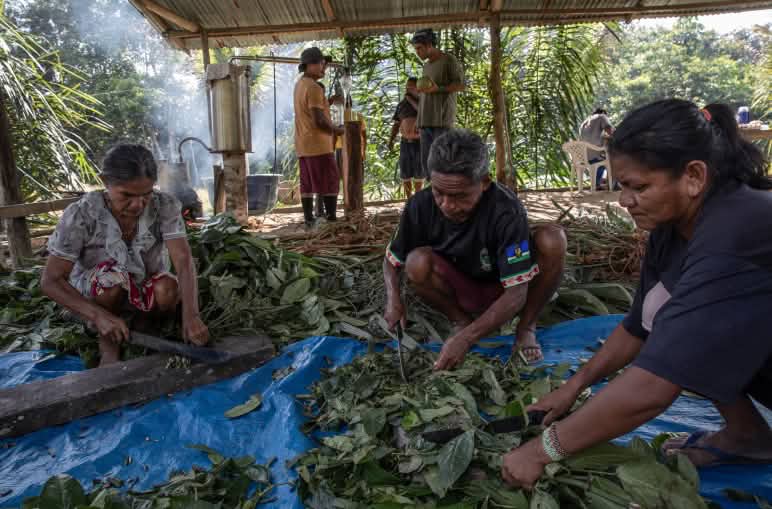 tres personas disponen sobre una superficie plana en el suelo las plantas para su preparación. Al fondo se encuentran tres hombres junto a un alambique.