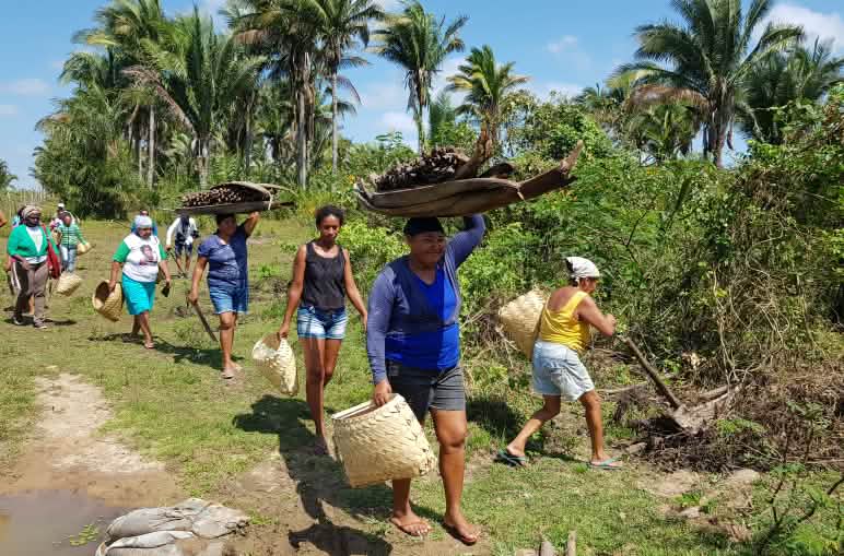 Mujeres cargan cestos llenos de nuez de babasú en la mata atlántica