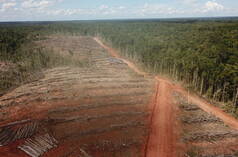 Deforestación en Papua para establecer una plantación de palma aceitera