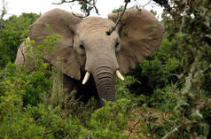 Elefante africano en el bosque