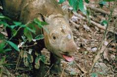 Rinoceronte de Sumatra