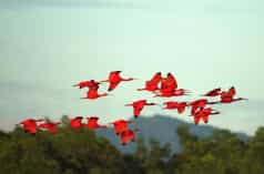 Un grupo de aves de la especie ibis escarlata en pleno vuelo