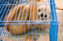 Loris en un mercado en Myanmar