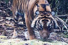 Foto de un tigre captada por una cámara trampa
