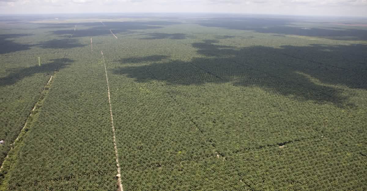 26 o 32 millones de hectáreas de plantaciones de palma aceitera en el mundo Salva la Selva 26 o 32 millones de hectáreas de plantaciones de palma aceitera en el mundo Salva la Selva
