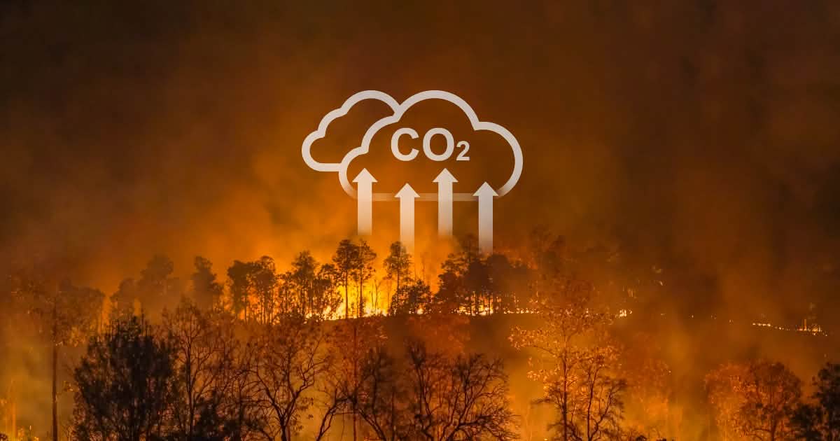 COP30 – Governments of the World: Protect the Weather – Save the Amazon Jungle! – Sauvez la jungle