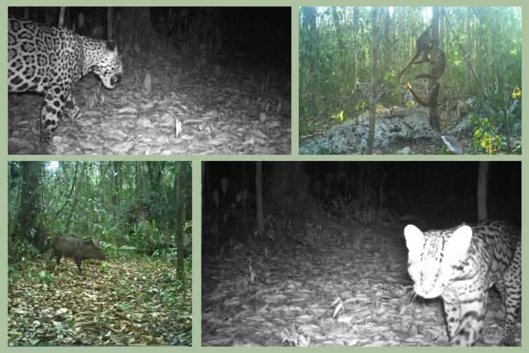 Collage de fotografías de animales capturados con cámara trampa en la reserva Náaybi Lu’um