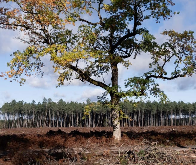 Tras una tala rasa de los árboles de un bosque semi natural en Vienne, Francia, se ve en el centro de la imagen el único roble que quedó en pie. Al fondo hay un monocultivo de pinos.