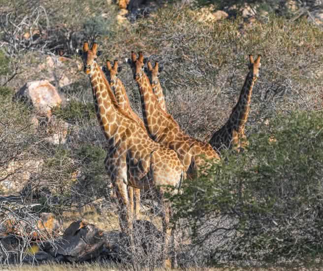 Jirafas