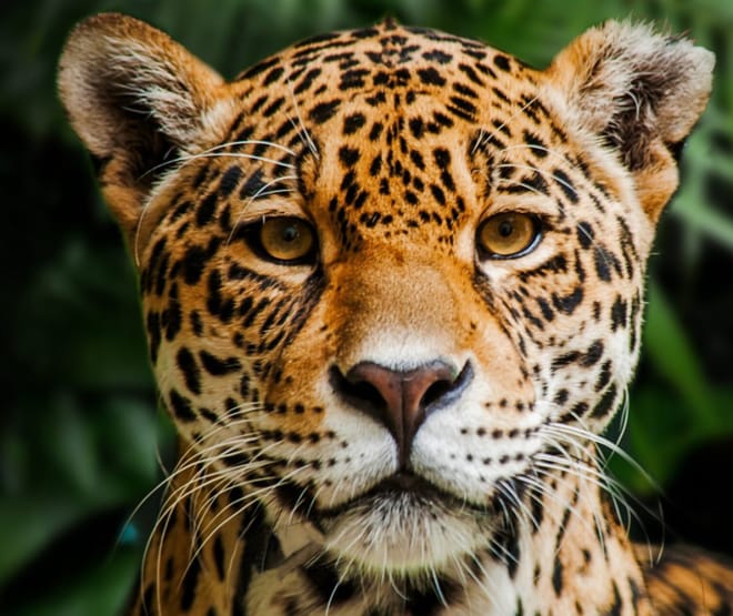 Jaguar en la Reserva Biológica Indio Maíz, Nicaragua