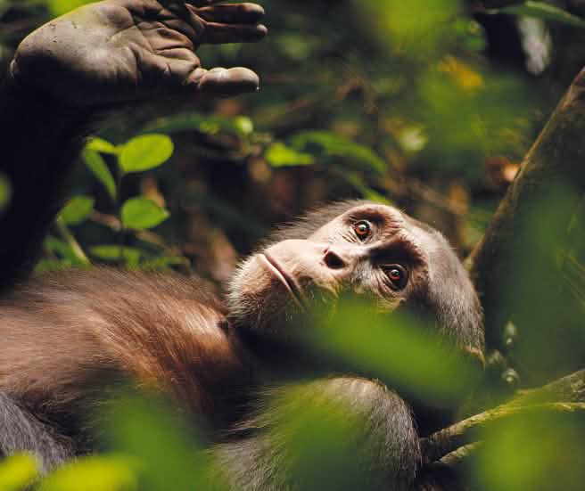 El chimpancé Kuba, pensativo, con la mirada perdida en la lejanía, dirigida hacia arriba.