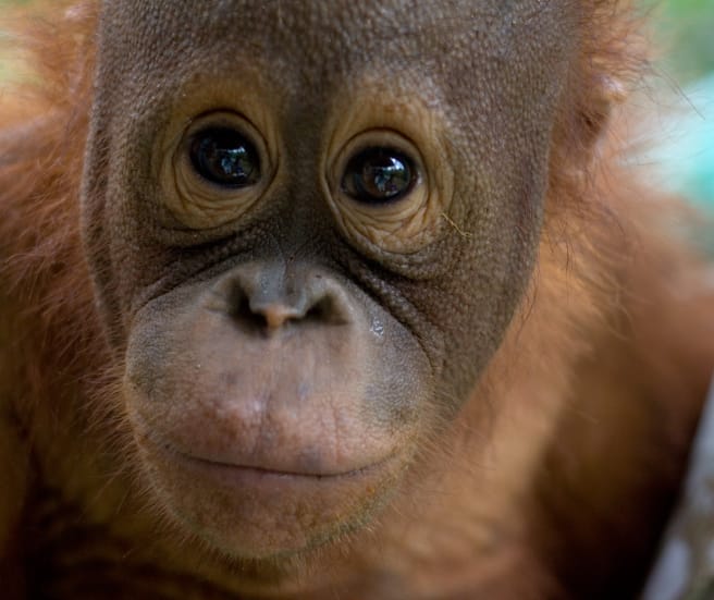 Primer plano de la cara de un joven orangután